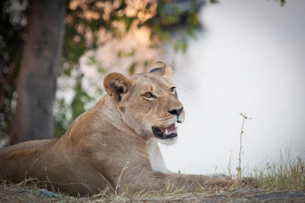 Boteti Tented Safari Lodge Maun Exterior foto