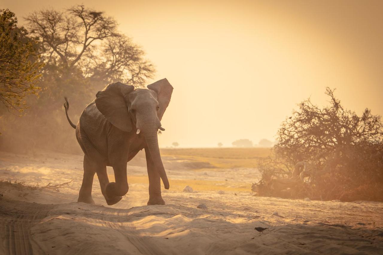 Boteti Tented Safari Lodge Maun Exterior foto